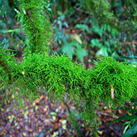 Lichen, Lamington National Park