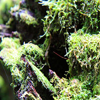 Moss on the Coomera Circuit