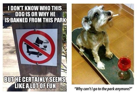 I don’t know who this dog is or why he is banned from this park, but he certainly seems like a lot of fun.